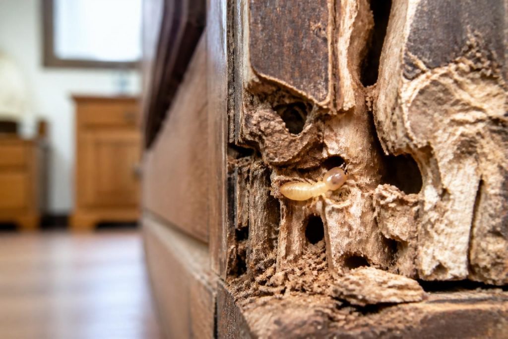Bête qui mange le bois : comment identifier et traiter les infestations
