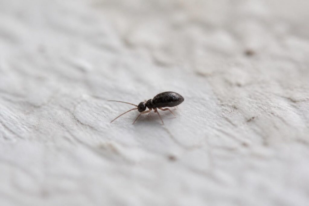 découvrez comment identifier un minuscule insecte noir très petit et apprenez les méthodes efficaces pour prévenir les infestations dans votre maison.