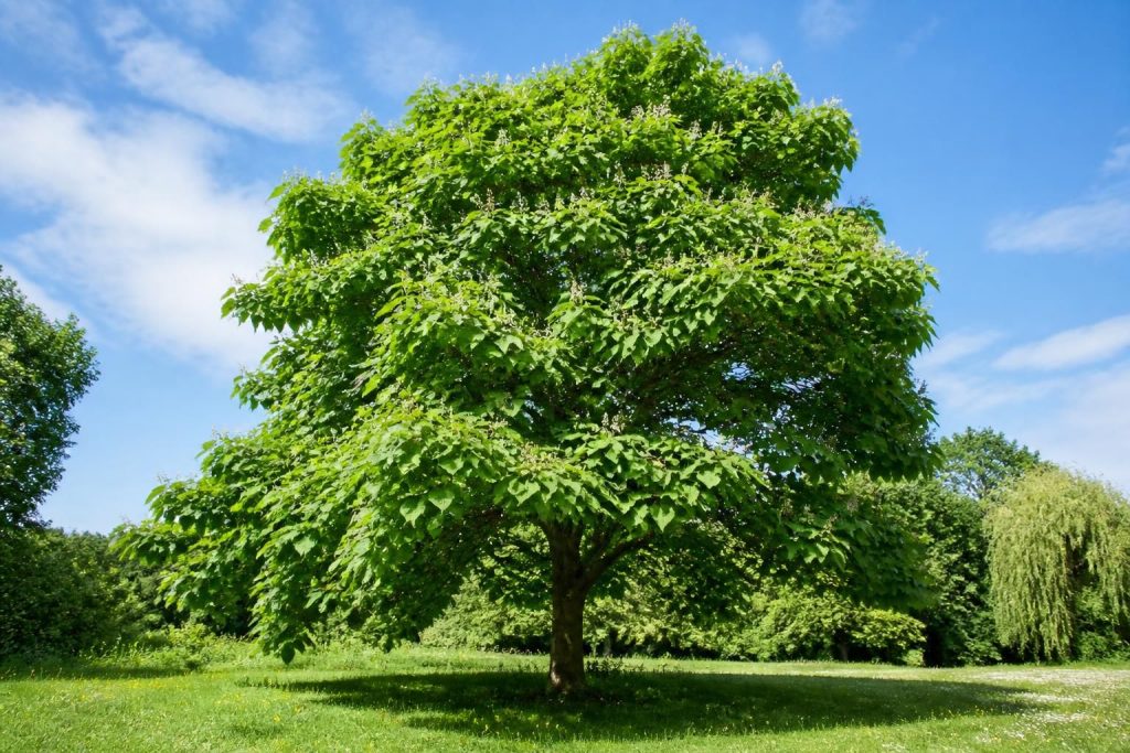 découvrez le catalpa, un arbre d’ornement apprécié pour son feuillage spectaculaire et sa floraison élégante, idéal pour embellir vos jardins.