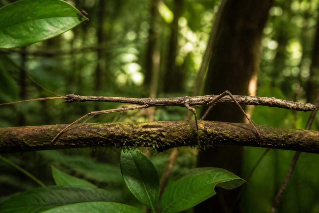 Phasme insecte : découvrir cet insecte et son rôle en nature